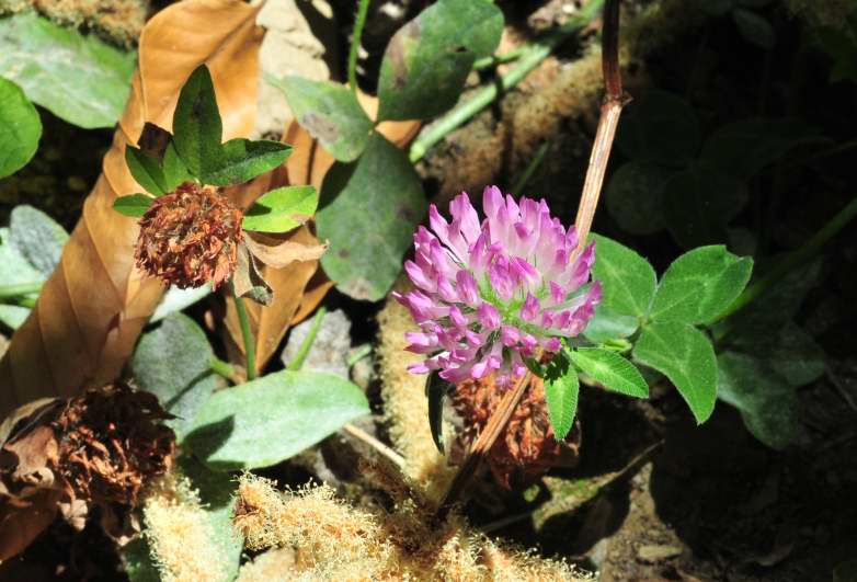 Trifolium pratense